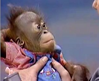 Baby Orangutans on The Tonight Show With Johnny Carson